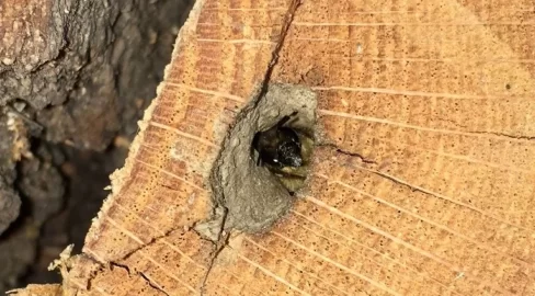 [Hearth.com] Mason Bee rescue