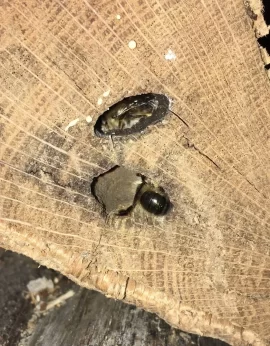 [Hearth.com] Mason Bee rescue