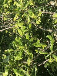 Oak leaf blight?