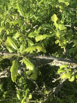 [Hearth.com] Oak leaf blight?