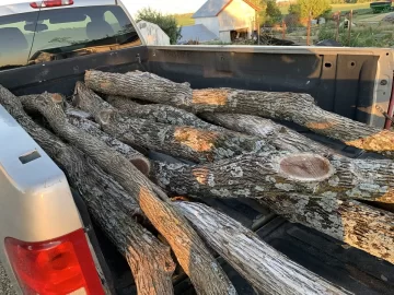 [Hearth.com] Termites in the Osage Orange logs I bought.