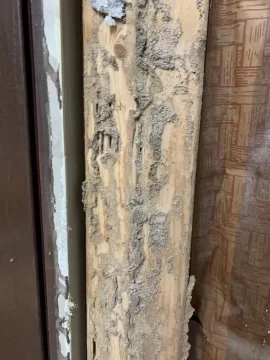 [Hearth.com] Termites in the Osage Orange logs I bought.