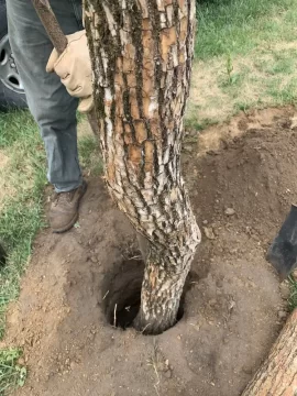 [Hearth.com] Termites in the Osage Orange logs I bought.