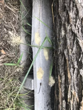 [Hearth.com] Termites in the Osage Orange logs I bought.