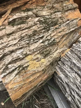 [Hearth.com] Termites in the Osage Orange logs I bought.