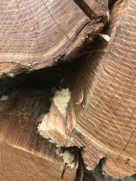 [Hearth.com] Termites in the Osage Orange logs I bought.