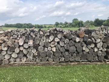 [Hearth.com] Termites in the Osage Orange logs I bought.