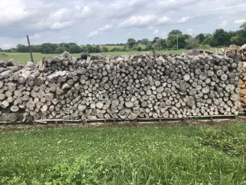 [Hearth.com] Termites in the Osage Orange logs I bought.