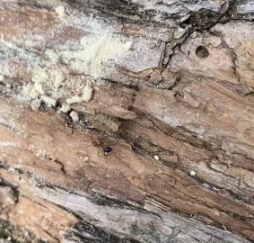 [Hearth.com] Termites in the Osage Orange logs I bought.