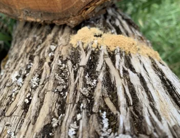 [Hearth.com] Termites in the Osage Orange logs I bought.