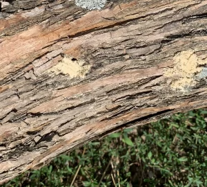 [Hearth.com] Termites in the Osage Orange logs I bought.