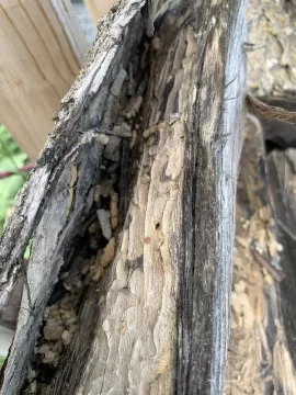 [Hearth.com] Termites in the Osage Orange logs I bought.