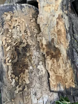 [Hearth.com] Termites in the Osage Orange logs I bought.