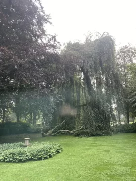 [Hearth.com] Weeping beech