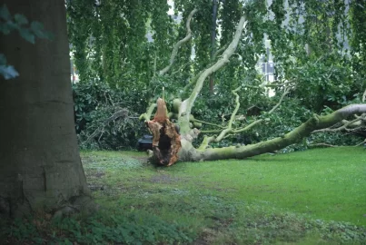 [Hearth.com] Weeping beech