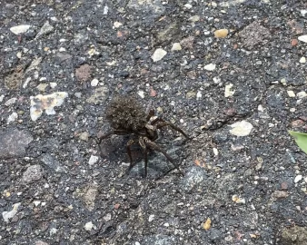 [Hearth.com] Wolf spider carrying her babies on he back