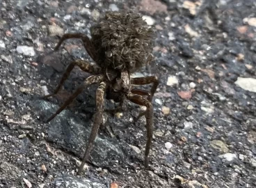 [Hearth.com] Wolf spider carrying her babies on he back