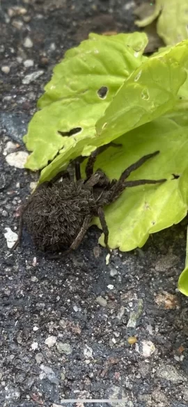 [Hearth.com] Wolf spider carrying her babies on he back