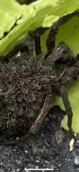 [Hearth.com] Wolf spider carrying her babies on he back