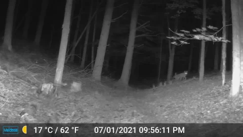 [Hearth.com] Trail Cams