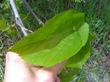 [Hearth.com] Tree ID, Pic of Leaves and Bark