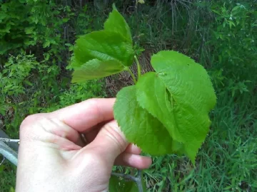 [Hearth.com] Tree ID, Pic of Leaves and Bark