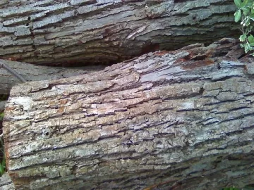 [Hearth.com] Tree ID, Pic of Leaves and Bark