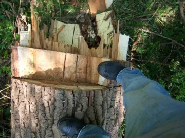 [Hearth.com] Big tree going down today (137') WITH VIDEO AND PICS