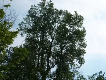 [Hearth.com] Big tree going down today (137') WITH VIDEO AND PICS