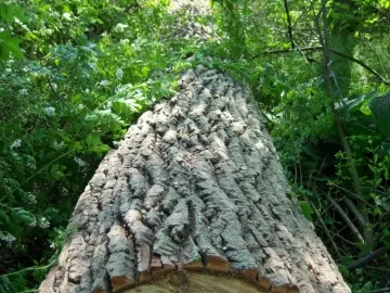 [Hearth.com] Big tree going down today (137') WITH VIDEO AND PICS