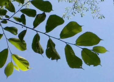 [Hearth.com] Tree ID help, please.