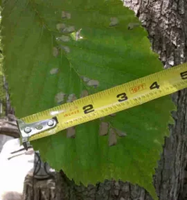 [Hearth.com] Tree ID help, please.