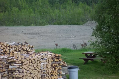 [Hearth.com] Visitors to the woodpile pic