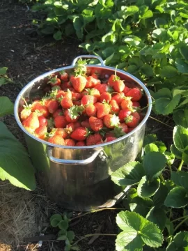 [Hearth.com] How to deal with frozen strawberries