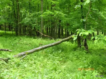 [Hearth.com] The Wife said Open up the Trail!