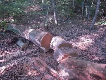 [Hearth.com] Oak Ripened on the vine, Victims of the Gypsy Moths