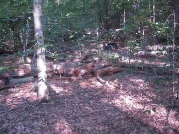 [Hearth.com] Oak Ripened on the vine, Victims of the Gypsy Moths