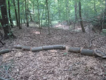 [Hearth.com] Oak Ripened on the vine, Victims of the Gypsy Moths