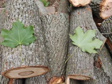 [Hearth.com] Small Maple Score!