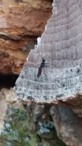 [Hearth.com] Help ID these wood eating bugs!