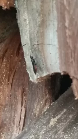 [Hearth.com] Help ID these wood eating bugs!