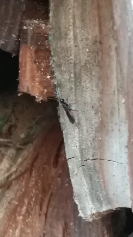 [Hearth.com] Help ID these wood eating bugs!