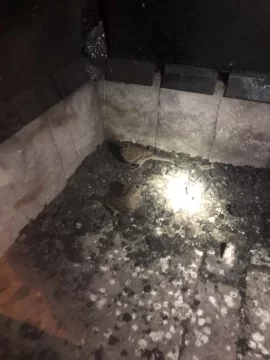 [Hearth.com] My cat (stove) got 8 birds while i  was on vacation