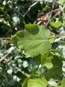 [Hearth.com] Photos for Tree ID  - think I know what it is, but want to double check