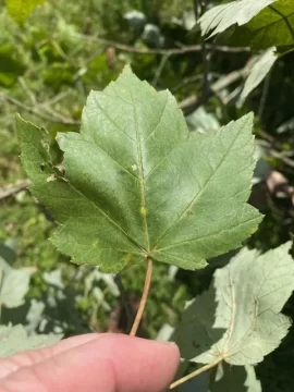 [Hearth.com] Photos for Tree ID  - think I know what it is, but want to double check