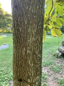 [Hearth.com] Another tree ID please