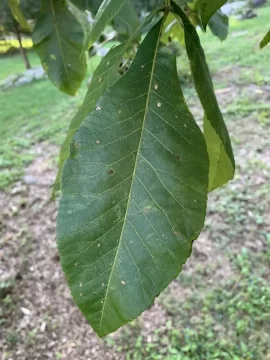 [Hearth.com] Another tree ID please