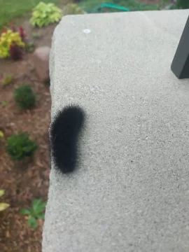 [Hearth.com] WOOLLY BEAR CATERPILLARS AND WEATHER PREDICTION