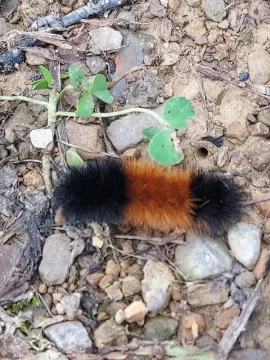 [Hearth.com] WOOLLY BEAR CATERPILLARS AND WEATHER PREDICTION