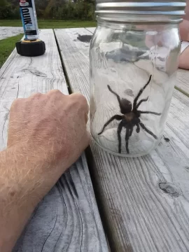 [Hearth.com] Large Spiders making a home in my wood shed